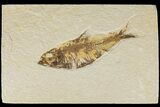 Detailed Fossil Fish (Knightia) - Wyoming #186445-1